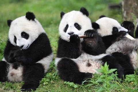 Private Chengdu Day Tour with Giant Pandas and Jinsha Site Museum