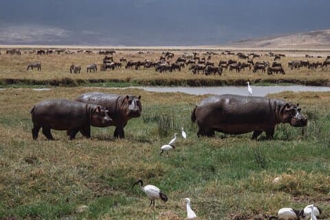 Tanzania WildQuest Safari Custom Private Tour