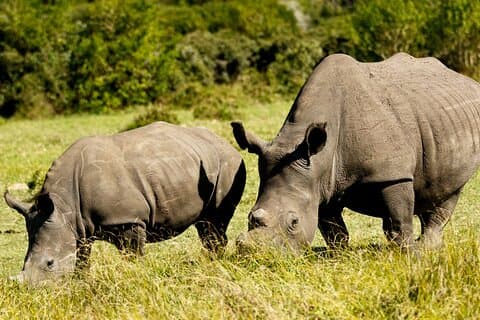 Wild Kragga Kamma Game Park - Private Tour from Port Elizabeth