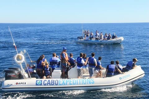 Small-Group Whale Watching Zodiac Boat Cruise in Cabo San Lucas