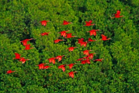 Half-Day Private Tour in Trinidad and Tobago