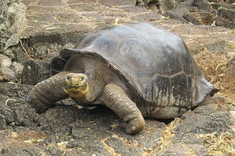 Private Tour Matura Turtle Watching