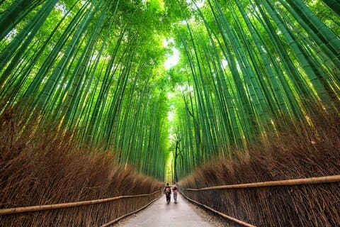 Kyoto Arashiyama Bamboo Forest & Scenery Customized Private Tour