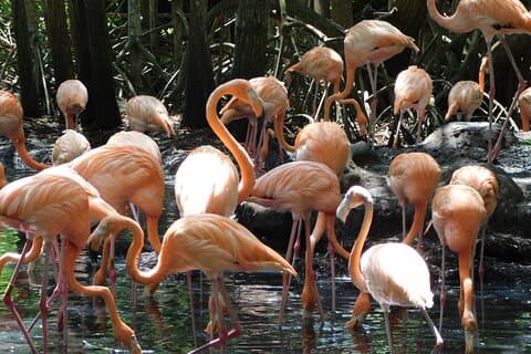 Full Day for Bird Watching with Visit to Isla Baru