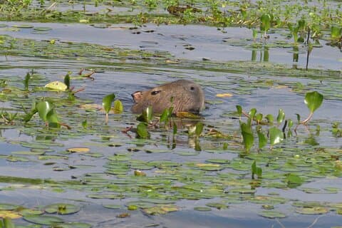 Connect with the nature of Iberá on a private tour