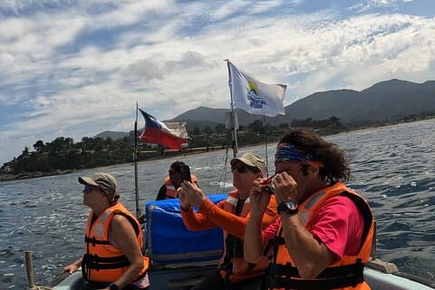 Penguin Watching Navigation Cachagua Lunch From STGO Private Tour
