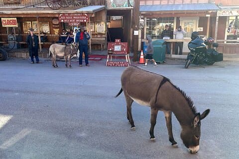Oatman Mining Camp & Burros: Historic Route 66 Tour from Laughlin