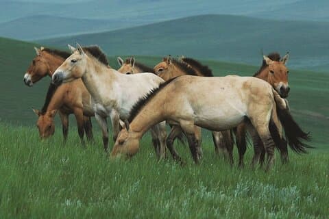 Private Day Tour in Hustai Nuruu National Park