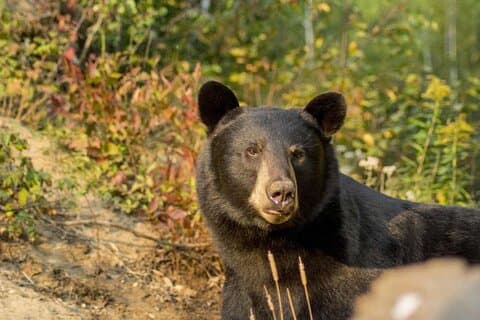 Tadoussac/Charlevoix: Whale & Bear Wildlife Tour