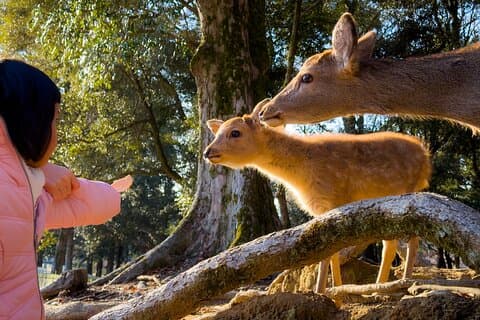 Osaka & Nara in 1-Day by Private Van with Local Expert Guide