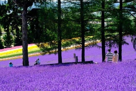 Hokkaido Asahiyama Zoo, Furano and Biei Bus Tour