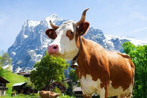 Zurich: Chocolarium and Appenzeller Schaukäserei Tour
