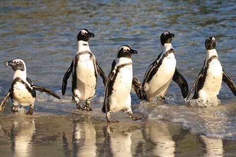 Table Mountain, Cape of Good Hope , Penguins , Bo Kaap and Seals