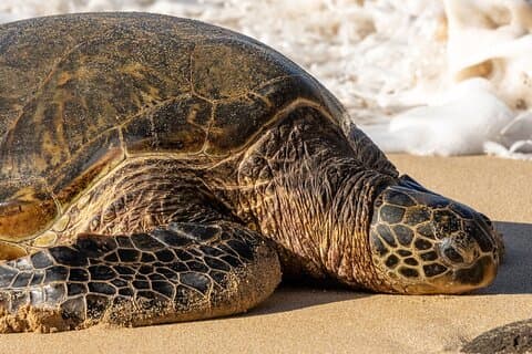 Oahu Ultimate Circle Island: 30 Spots, 10 Epic Stops