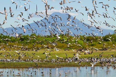Birdwatching Tours in El Salvador with Expert Biologist Guide