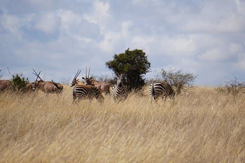 Hells Gate with Hiking Biking Climbing and Camping in Kenya