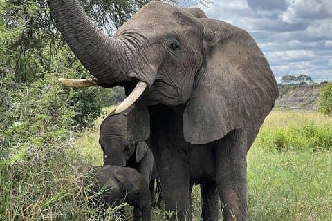 Day Tour to Tarangire National Park from Arusha