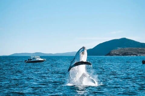 Newcastle to Port Stephens: Whale Watching, Hike & Dunes