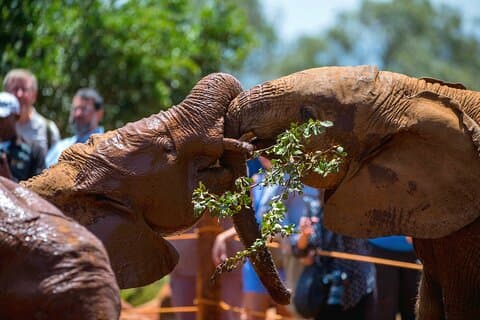 Elephants Orphanage & Giraffe Center Private Tour