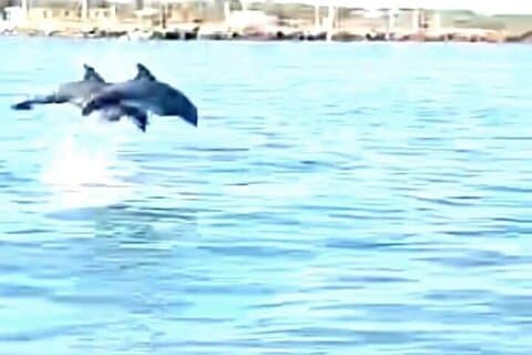 Baywatch Dolphin Tours – Pier 21 Galveston