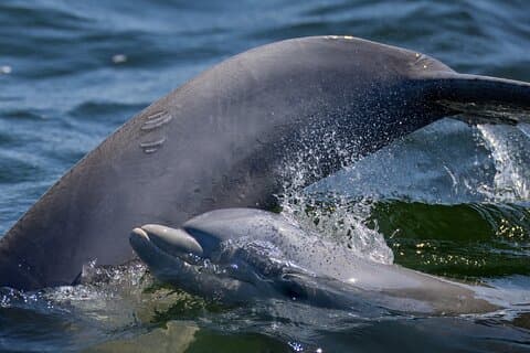 Frisky Mermaid Dolphin + Sightseeing Tour in Pensacola Beach