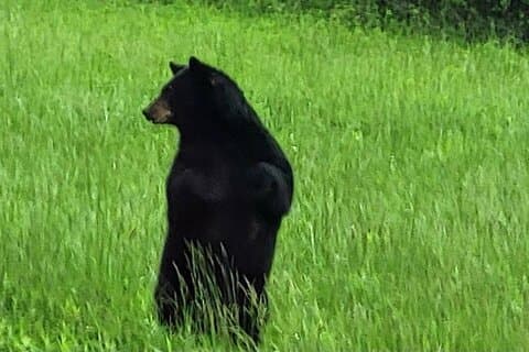 Smoky Mtn Cades Cove, RR/Log Museum-Foothills Pky Spring Tour