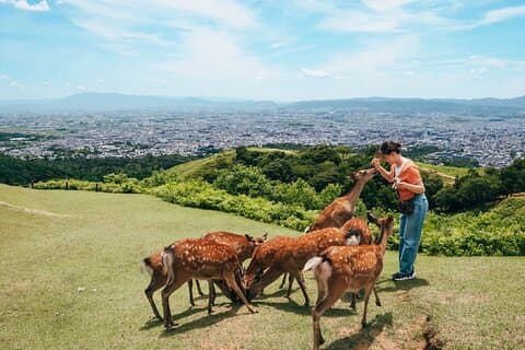 Perfect Nara Park Half-Day Bus Tour with English Speaking Guide