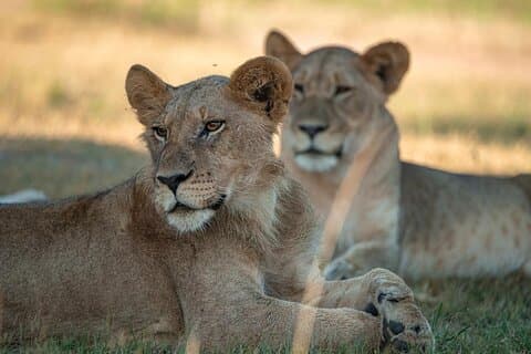 One Day Akagera Wildlife Safari
