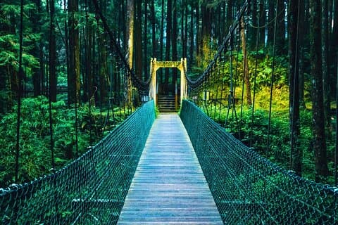 Alishan Join-in Day Tour from Taichung (Incl. Park Entrance)
