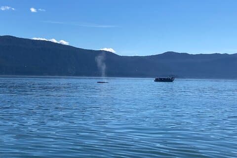 Mendenhall Glacier Waterfall and Whale Watching Tour