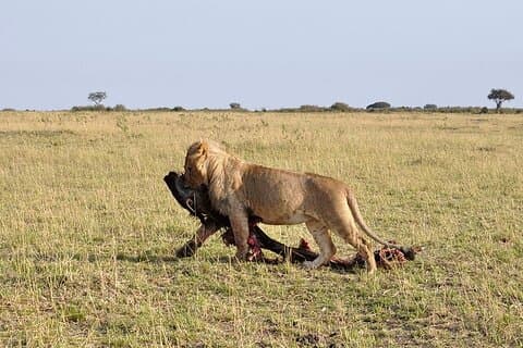 Nairobi City Excursion