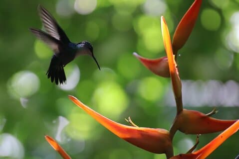 Manuel Antonio Park Guided Tour with Ticket Included Option