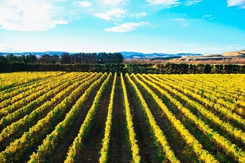 Lyttelton Shore Excursion - City Highlights & Waipara Wine Tour