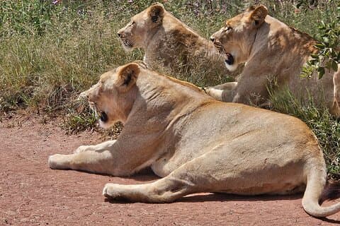 Private Safari at Rhino and Lion Park and Visit Wonder Caves