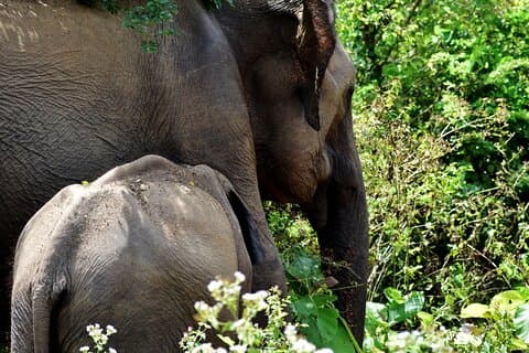 Udawalawe National Park — 4-Hour Private Jeep Safari (Pickup)