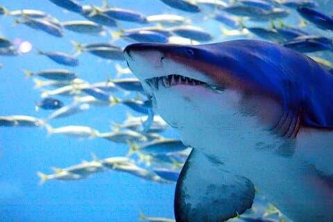 South Korea a Sea Life Busan