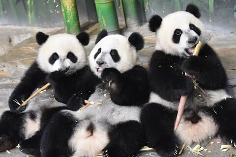 Guangzhou Chimelong Safari Park