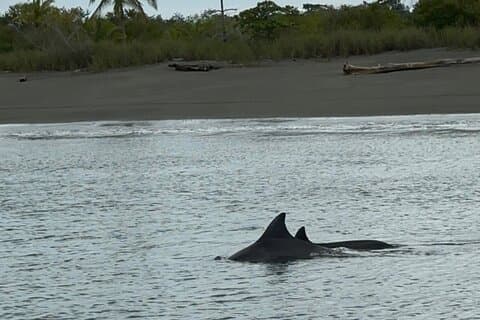 Corcovado National Park Sirena Day Tour From Puerto Jimenez