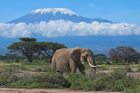 Day Tour to Amboseli National Park
