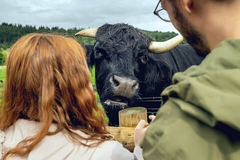 Hairy Coos & Highland Views: A Short Day Escape from Edinburgh