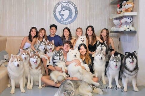 Huskitory Connecting People and Dogs