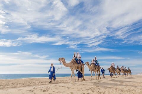 Cabo Beach Camel Ride, Mexican Buffet and Tequila Tasting