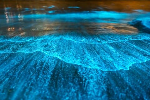 Bioluminescence by kayak or SUP to Los Arcos Puerto Vallarta
