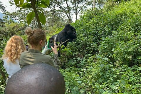 1 Day Gorilla Tracking Trip, Bwindi Impenetrable National Park