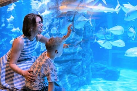 Aquaria Phuket Ticket Top Aquarium Attraction Experience