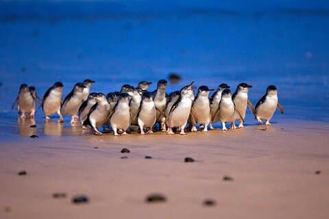 Phillip Island Penguins and Moonlit Sanctuary Private Day Tour