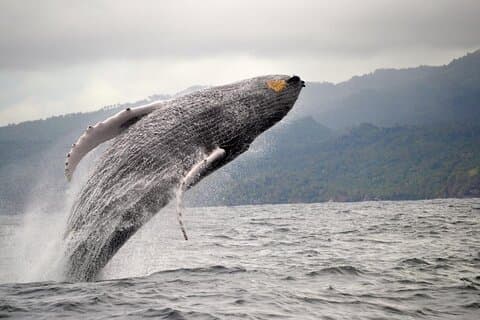 Whale Watching and Waterfalls in Samana Province