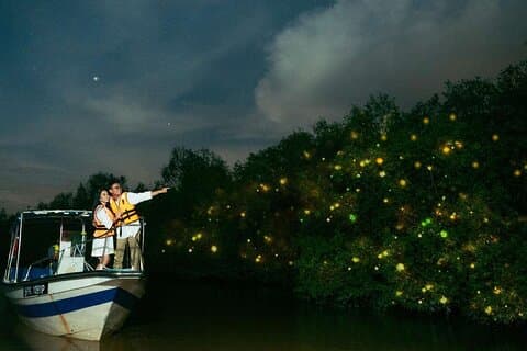 Kuala Selangor Fireflies Evening River Cruise from Kuala Lumpur
