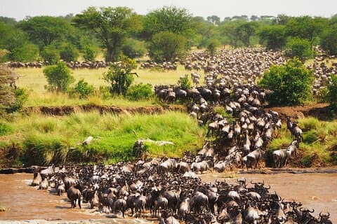 3-Day Maasai Mara Safari from Nairobi with Big Five Game Drives