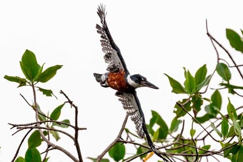 Churute Mangroves and Birdwatching Tour Guayaquil
